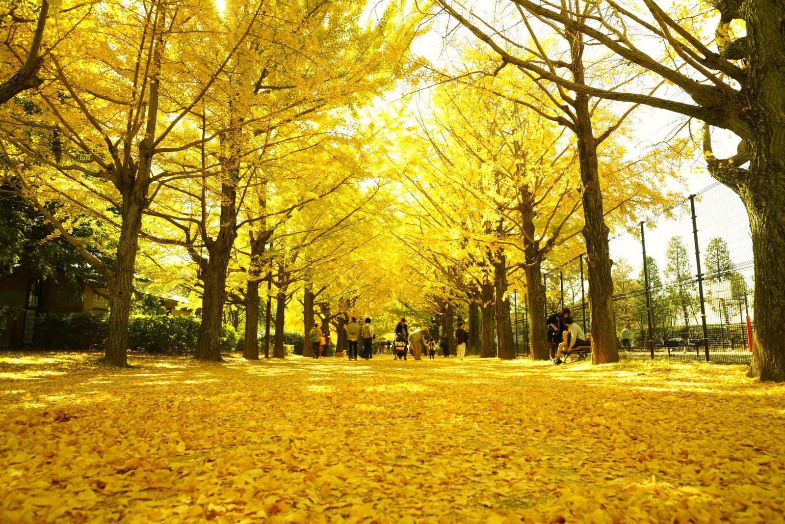 Read more about the article Best Place to visit in Nami Island in 2024