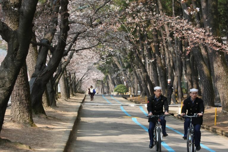 Korean cherry blossoms