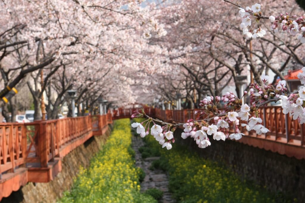 Cherry blossoms in Korea