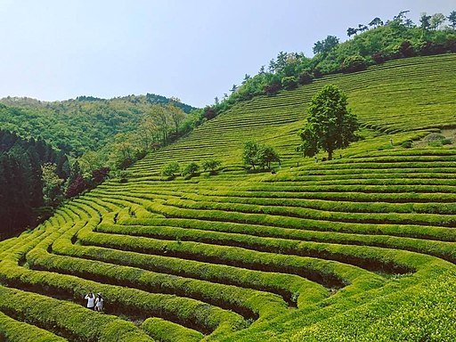 Boseong Green Tea Festival