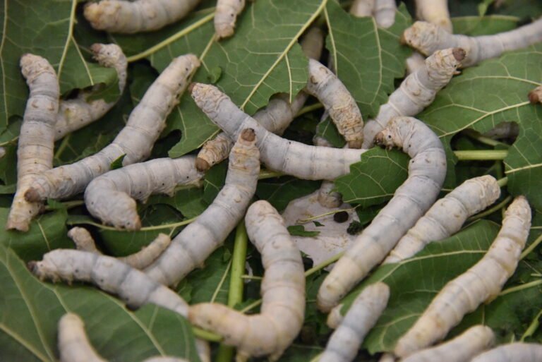 Silkworms