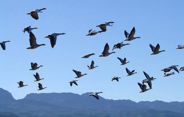 Migratory Birds