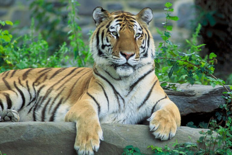 Amur (Siberian) Tigers