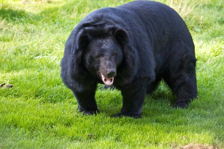 Asian Black Bears (Moon Bears)