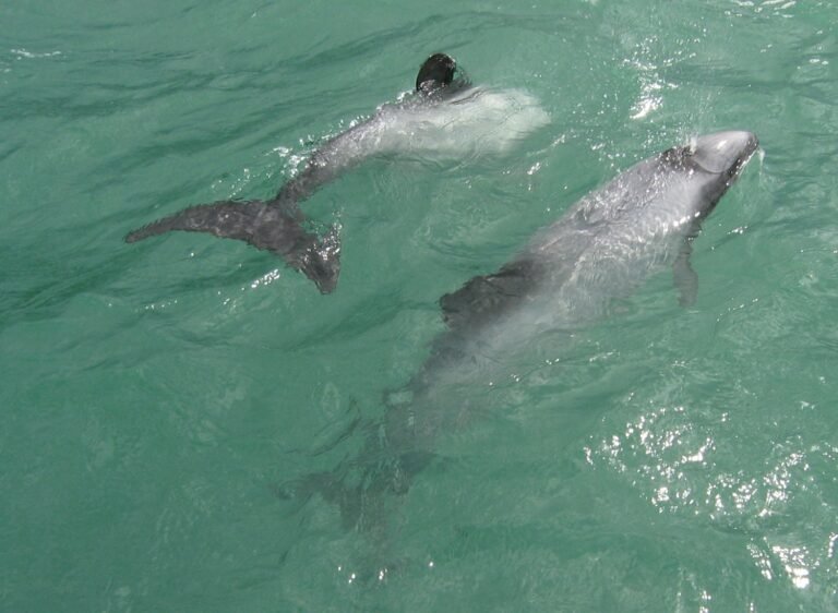 Dolphins and Porpoises