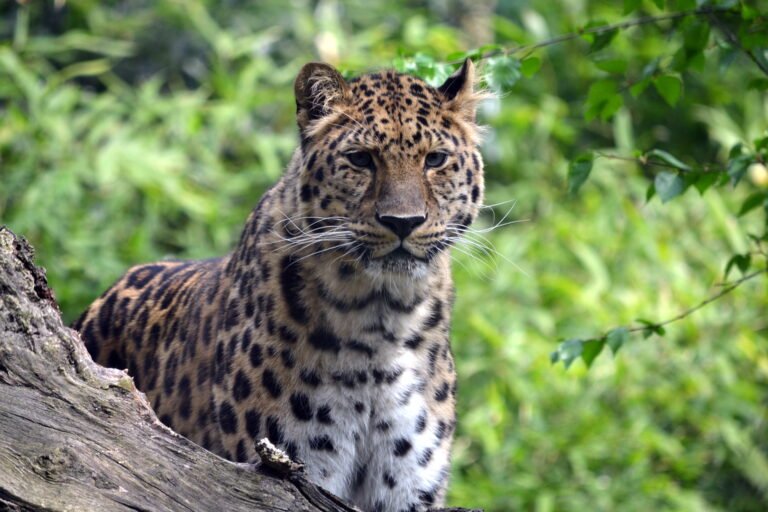 Korean Leopards