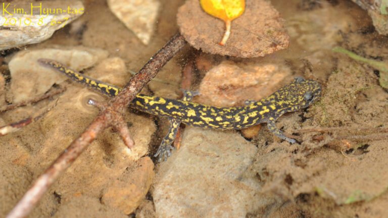 Korean Salamander