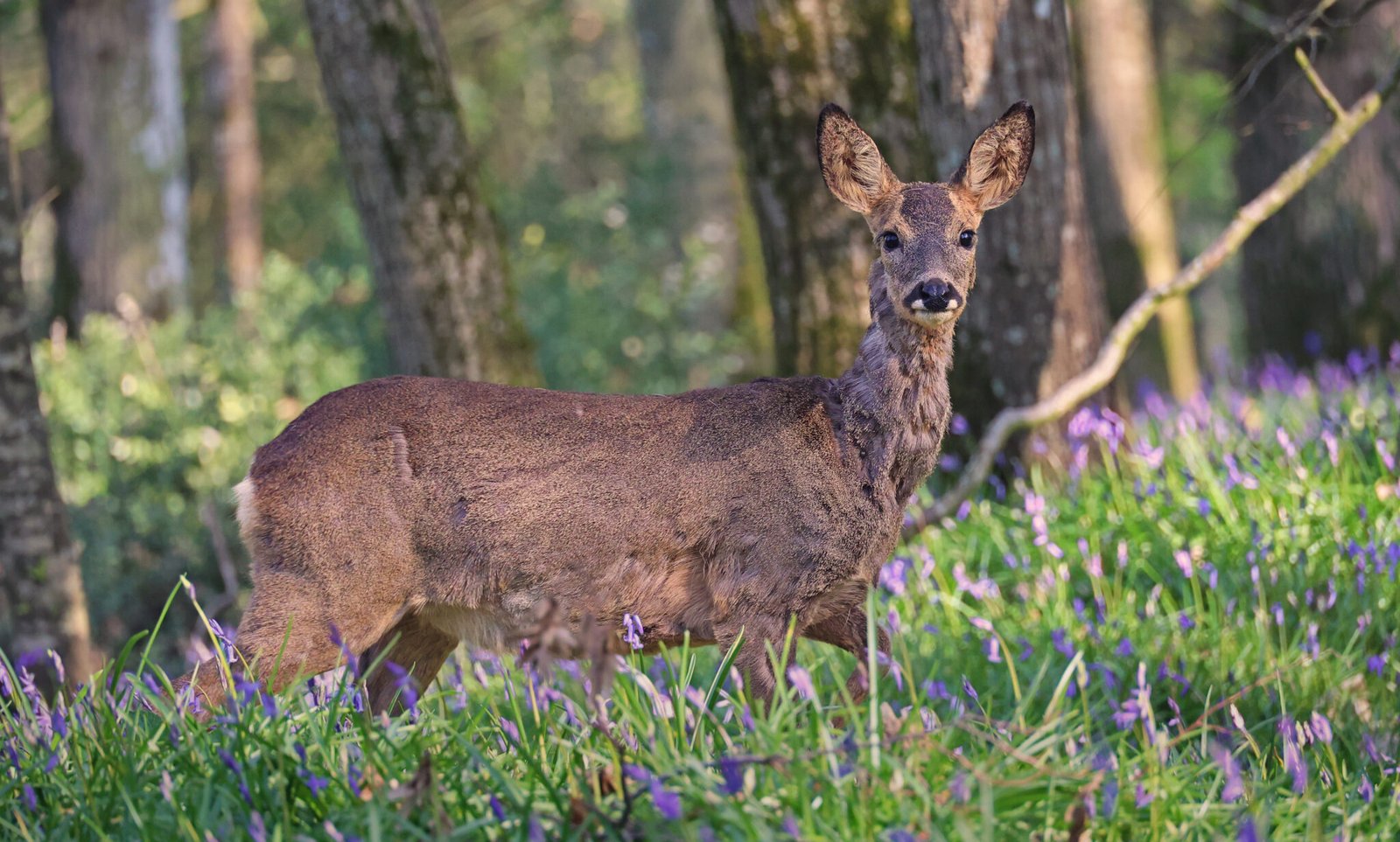 South Korea Wildlife (You Probably Don't Know About) | Unravel Korea