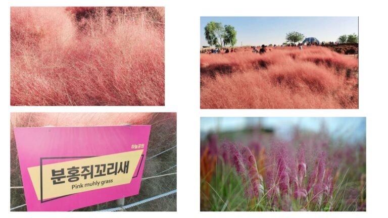 Pink Muhly Grass