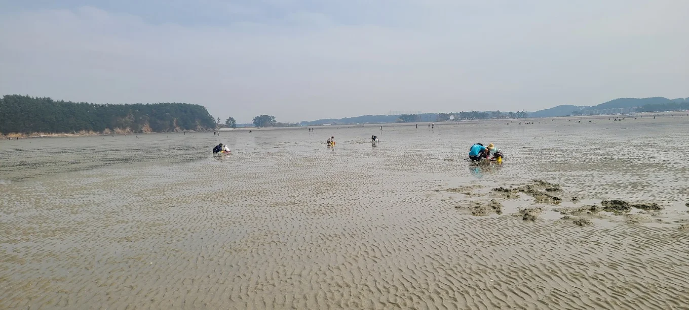 Best Things to Do in Taean: Complete Beach & Nature Guide